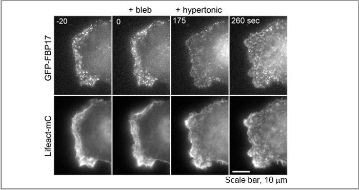 Time-lapse images of a Cos-1 cell