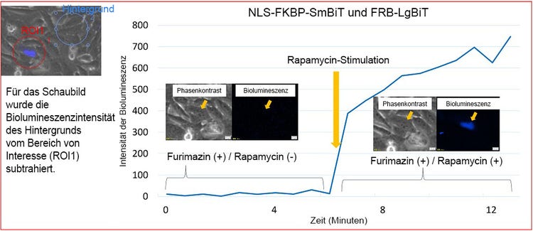Abbildung 4: Änderung der Biolumineszenzintensität von NLS-FKBP/FRB durch Rapamycin-Stimulation