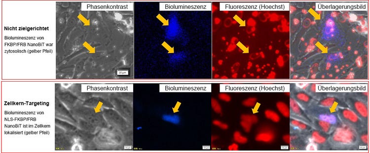 Abbildung 3: Intrazelluläre Lokalisierung von FKBP/FRB NanoBiT und NLS-FKBP/FRB NanoBiT.