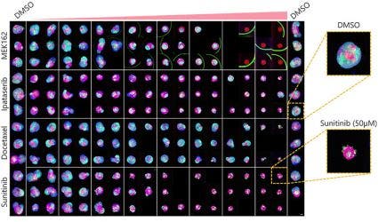 Fig. 5 Condições ideais e resultados da produção de imagens (barra de escala = 100 μm)