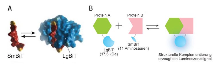 Abbildung 1: Überblick über das NanoBiT System zur Überwachung der Protein-Protein-Interaktion. Bildquelle: Promega.