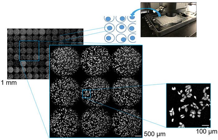 Zellkulturen in Multiwell-Platten bei 1 mm, 500 µm und 100 µm, aufgenommen mit Mehrpunkt-Scanning-Lumineszenzbildgebung