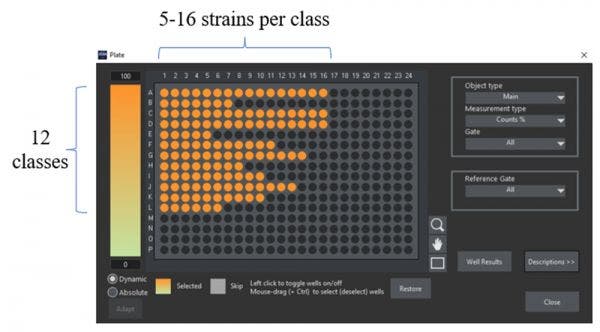 Abb. 2: Layout der 384-Well-Platte für die Probenvorbereitung zur Erstellung der Ground-Truth-Referenzdaten. Jedes Well entspricht einem Stamm, in dem ein bestimmtes Protein an seinem N-Terminus mit GFP markiert wurde. Alle Stämme der gleichen Reihe haben die gleiche Proteinlokalisation und wurden den Ground-Truth-Daten der gleichen Klasse zugeordnet.