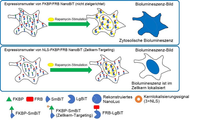 Abbildung 2: Intrazelluläre Lokalisierung von FKBP/FRB NanoBiT und NLS-FKBP/FRB NanoBiT.