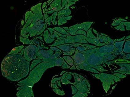 Arzneimittelforschung