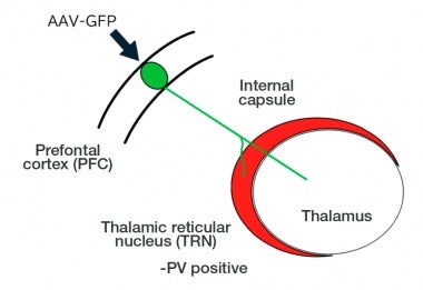 Abbildung 1. Abbildung, die zeigt, wie die neuronalen Axone vom präfrontalen Kortex durch den Nucleus reticularis in den Thalamus eintreten. Der Nucleus reticularis fungiert als Pforte zum Thalamus.