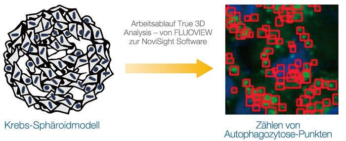 Arbeitsablauf True 3D Analysis – von FLUOVIEW zur NoviSight Software