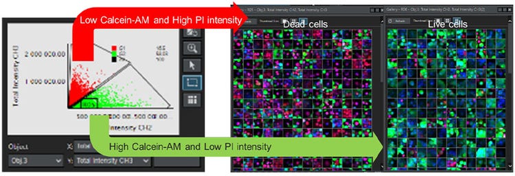 Abbildung 7. Bestimmung der Viabilität aller Zellen mit der NoviSight Software. Links: Auftragung der Fluoreszenzsignalintensität des Calcein-AM-Kanals und des PI-Kanals für jede Zelle. Rechts: Galeriebilder von toten und lebenden Zellen.