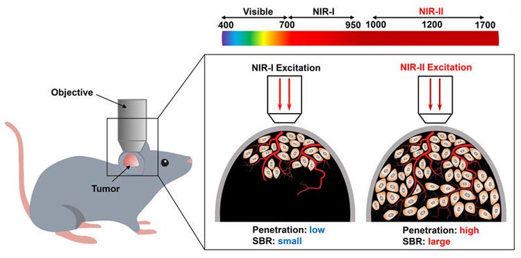 Schema 1. Schematische Darstellung des Zwei-Photonen-Fluoreszenz-Imagings eines Tumors in vivo bei Anregung im NIR-I- und NIR-II-Spektrum. Copyright 2019, Wiley-VCH.
