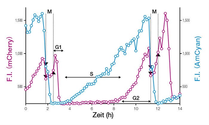 Abb. 3: Zeitprofile der Fluoreszenzintensitäten (F.I.) von Einzelzellkernen mit Expression von Fucci (CA) 2.1
