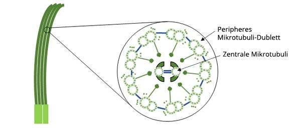 Abbildung 1: Schematische Darstellung des Aufbaus von Zilien.