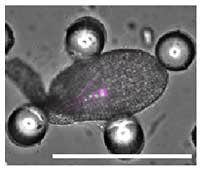 Fixation of ovules with the microdevice 03