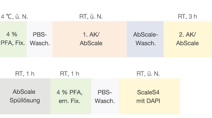 Abbildung 2 Ablauf der Immunfärbung und Klärung von F-PDO