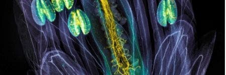 Arabidopsis thaliana Blüte, aufgenommen von Jan Martinek, dem globalen Gewinner des IOTY 2021