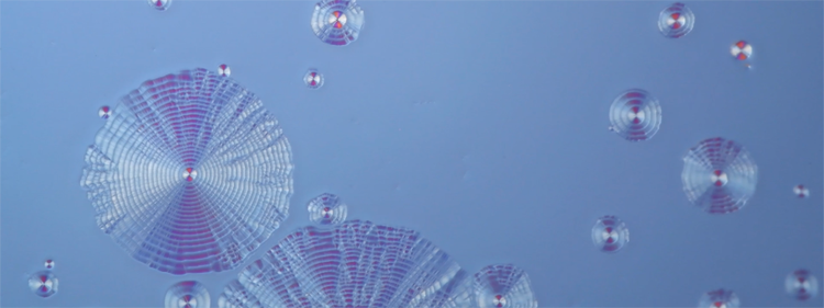 Schmuckstücke der Natur — Gewinner des 5. jährlichen Image of the Year Award für die Videokategorie