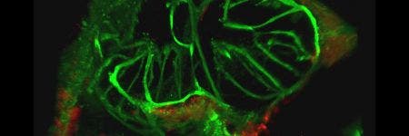 Laser-Scanning-Mikroskope