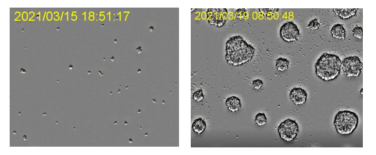 Entwicklung von Organoiden in einem Inkubator