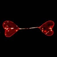 Lobende Erwähnung IOTY 2021 Di Lu