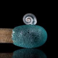 Grüne Seeanemone unter dem Mikroskop