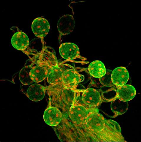 Galleninduzierende Wespeneier