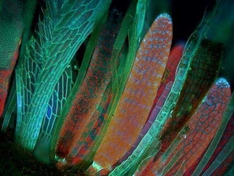 Schwanenhals-Sternmoos