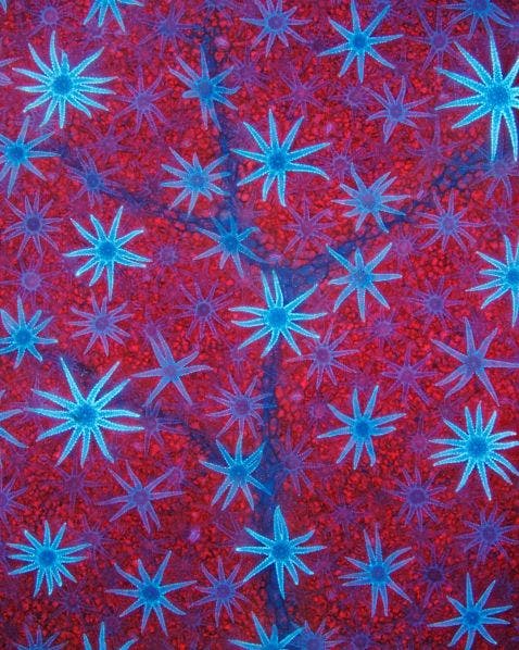 Deutzia-Blatthärchen unter dem Mikroskop