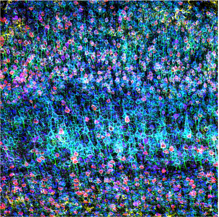 Confocal image of a stained mouse prefrontal cortex