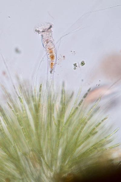 Untersuchung von Rädertierchen mit einem Lichtmikroskop