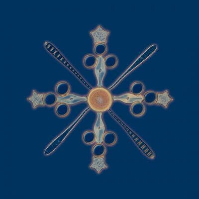 Sternförmige Kieselalge unter dem Mikroskop