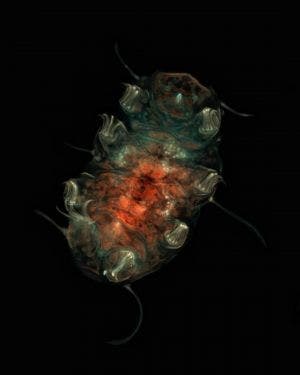 Bärtierchen unter dem Mikroskop