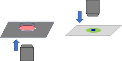 Inverses Mikroskop und aufrechtes Mikroskop