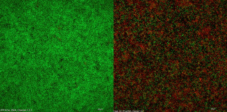 Biofilm unter dem Mikroskop