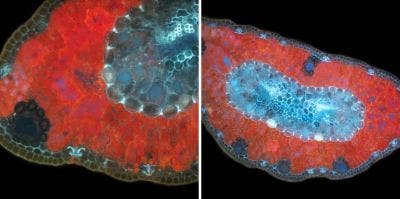 Kiefer unter dem Mikroskop