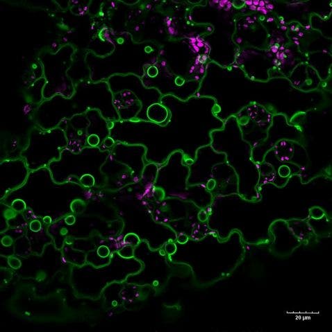 Blattoberfläche von Arabidopsis thaliana unter dem Mikroskop