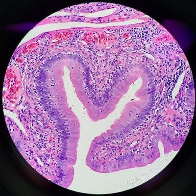 Histologische Färbung des Magen-Darm-Trakts eines Teju