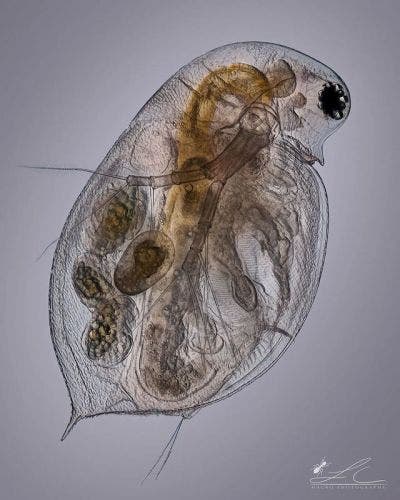 Daphnia unter dem Mikroskop