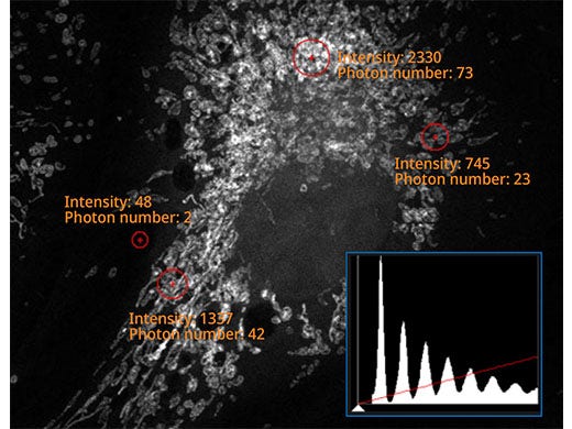 Automated Macro-to-Micro Imaging