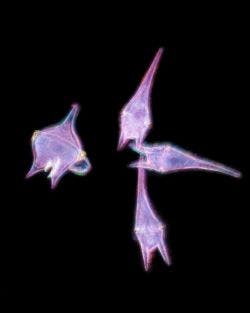 Algenpest des Dinoflagellaten Tripos hircus