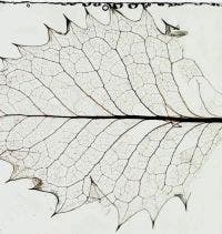 Stechpalme unter einem Mikroskop