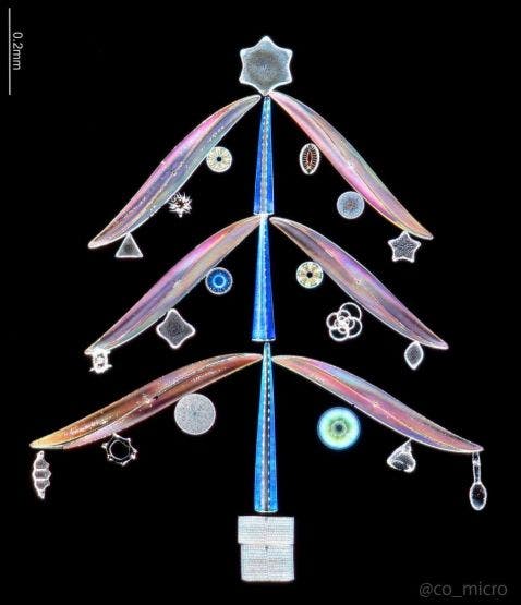 Kieselalgen-Arrangement unter dem Mikroskop