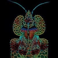 Micrasterias unter dem Mikroskop