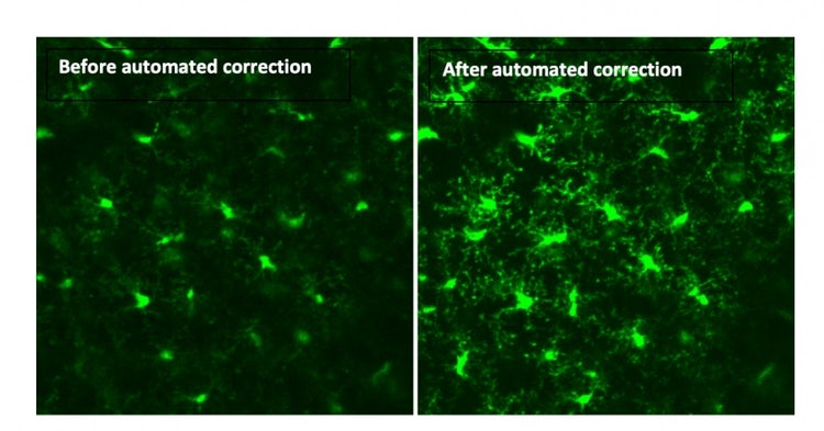 Deep Imaging des visuellen Cortex einer lebenden Maus mithilfe der Multiphotonenmikroskopie