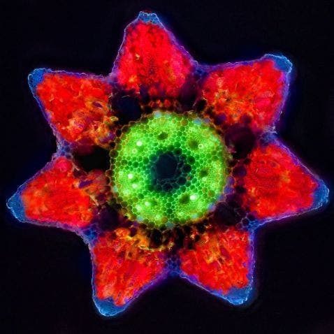 Querschnitt eines Schachtelhalms unter dem Mikroskop