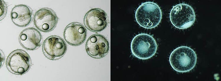 Schräglichtbeobachtung von japanischen Reisfischen (links). Dunkelfeldmikroskopie von japanischen Reisfischen (rechts).