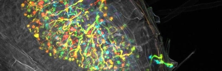 Bakterien, die in den Wurzeln einer Pflanze leben