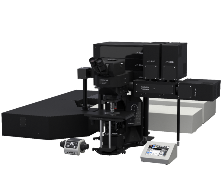 Multiphotonenmikroskop für die Tiefenbildgebung von Organoiden