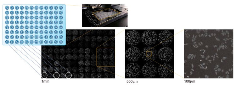 Probe: HeLa-Zellen mit Expression von gelb-verstärkter Nano-Lantern. Datenquelle: Takeharu Nagai, Mitsuru Hattori, Department of Biomolecular Science and Engineering, Sanken, Osaka University.