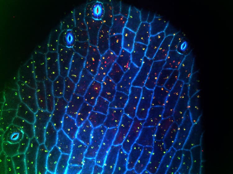 Ehrenvolle Erwähnung Nr. 5
