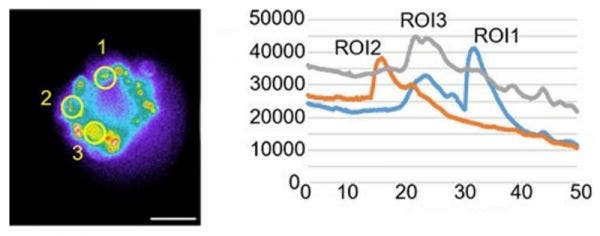 Messung der Schwankung der Calciumkonzentration aufgrund von Histaminstimulation in einem Sphäroid. Das Diagramm zeigt die Messungen für drei Bereiche von Interesse (ROIs).