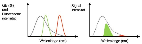 Abbildung 3: Die graue Linie ist die QE einer Kamera. Die grüne und die rote Linie zeigen das Fluoreszenzemissionsspektrum (links).Der erfasste Signalwert entspricht der Flächengröße, die ein Multiplikator der QE und der Fluoreszenzspektren in der linken Abbildung ist (rechts). Auch wenn das Fluoreszenzlicht eine ausreichende Intensität aufweist, könnte in diesem Fall das erfasste Signal der roten Fluoreszenz aufgrund einer niedrigen QE schwach sein.